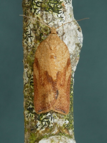 0998 Light Brown Apple Moth (Epiphyas postvittana)