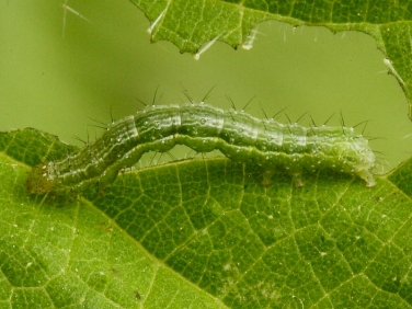 2441 Siver Y (Autographa gamma) 12mm caterpillar