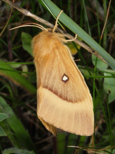 1637 Oak Eggar (Lasiocampa quercus) - female