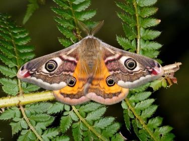 1643 Emperor Moth (Saturnia pavonia) - male