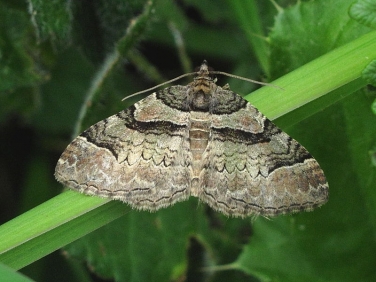 1735 Ruddy Carpet (Catarhoe rubidata)