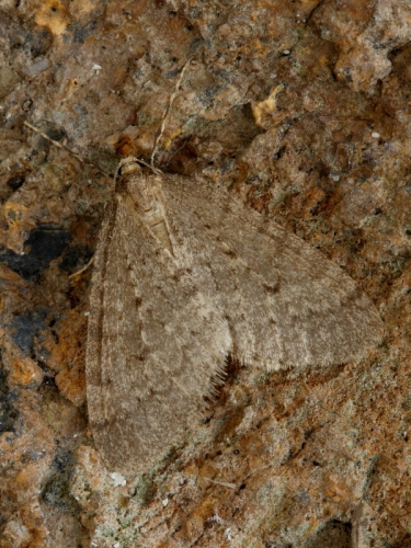 1799 Winter Moth (Operophtera brumata)