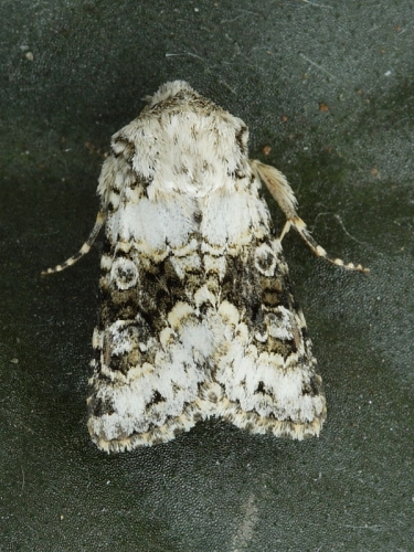 2164 Broad-barred White (Hecatera bicolorata)