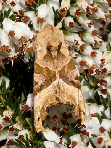 2306 Angle Shades (Phlogophora meticulosa)