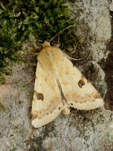 2403 Bordered Straw (Heliothis peltigera)