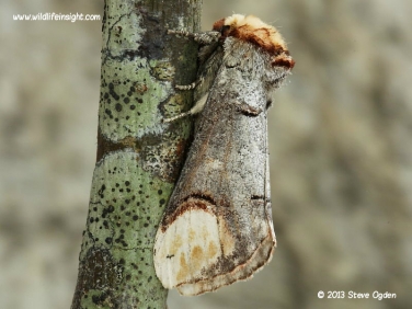 1994 Buff-tip (Phalera bucephala) moth on lichen covered branch