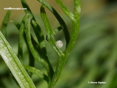 Chamomile Shark egg  (Cucullia chamomillae) on Mayweed