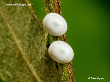 Drinker Moth Eggs laid on cotoneaster