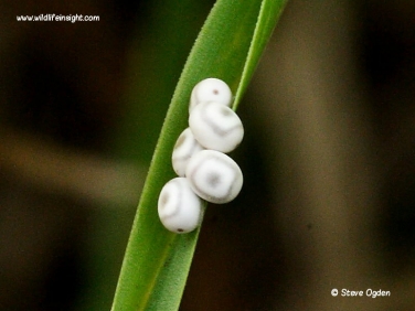 Drinker Moth eggs laid on coarse grass leaf