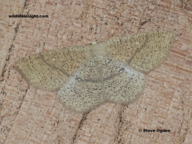 Male Jersey Mocha (Cyclophora ruficiliaria)