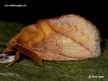 1640 The male Drinker moth (Euthrix potatoria)