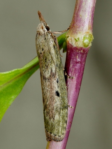 1428 Bee Moth (Aphomia sociella) - female