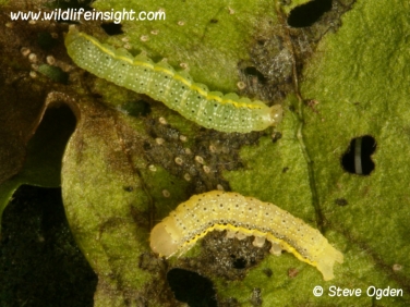 2160 Bright-line Brown-eye (Lacanobia oleracea) 2 week old different colour caterpillars