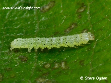 2160 Bright-line Brown-eye (Lacanobia oleracea) 9 day old caterpillars