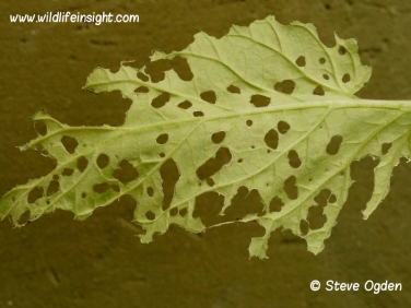 Tomato leaf caterpillar damage