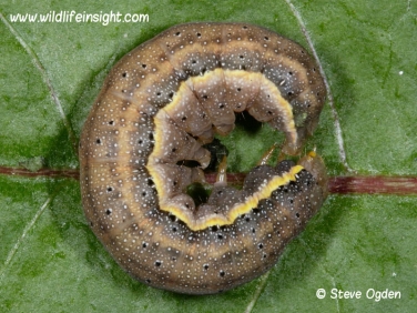 2160 Bright-line Brown-eye (Lacanobia oleracea) - fully grown caterpillar