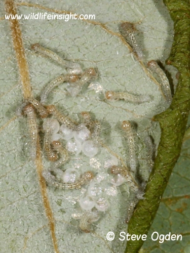 2160 Bright-line Brown-eye caterpillars hatching from eggs