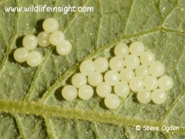 2160 bright-line-brown-eye-moth-eggs-laid-on-sallow leaf