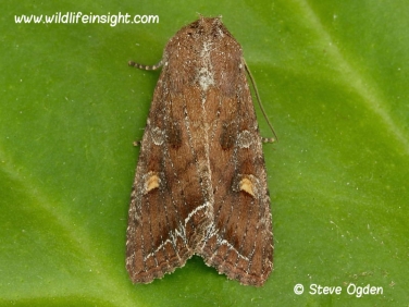 2160 Bright-line Brown-eye (Lacanobia oleracea) moth