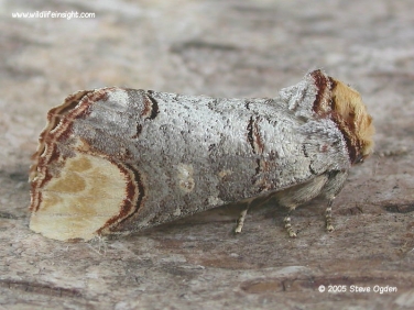 1994 Buff-tip moth (Phalera bucephala)