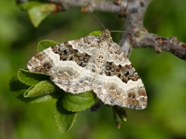 1738 Common Carpet (Epirrhoe alternata)