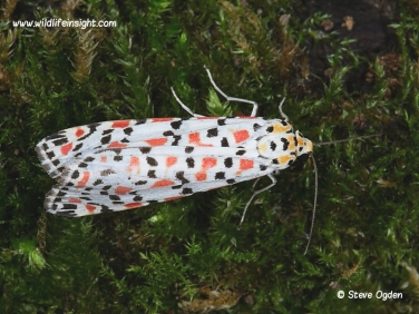 2054 Crimson Speckled  (Utetheisa pulchella) moth attracted to light