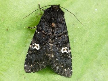 2155 Dot Moth (Melanchra persicariae)