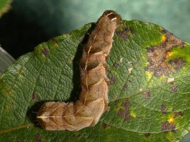 2155 Dot Moth (Melanchra persicariae) caterpillar -  brown form on willow leaf