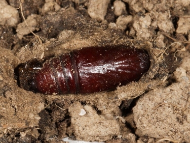 2155 Dot Moth (Melanchra persicariae) exposed pupa