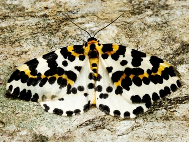 The Magpie Moth  (Abraxas grossulariata) © 2012 Steve Ogden