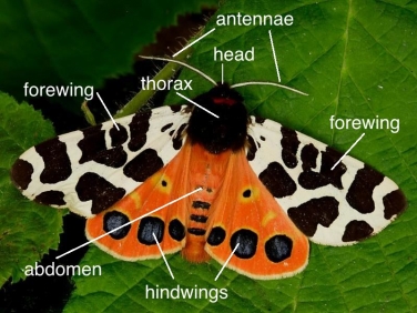 moth anatomy illustrated by Garden Tiger (Arctia caja)