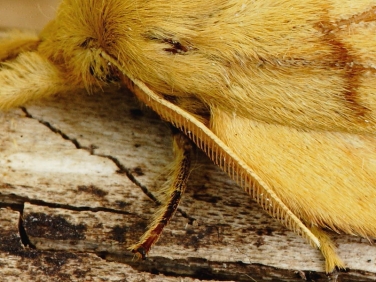 moth antennae illustrated by  The Drinker (Euthrix potatoria) - female