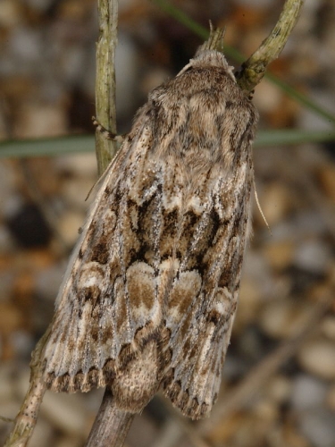 2354 Sandhill Rustic (Luperina nickerlii) subspecies leechi
