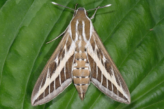 British Moths