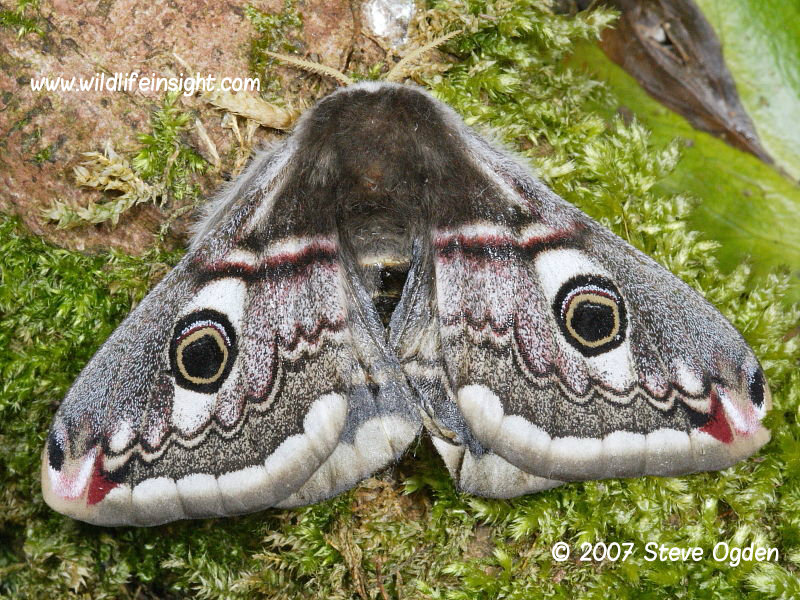 Female Emperor Moth (Saturnia pavonia) © 2007 Steve Ogden