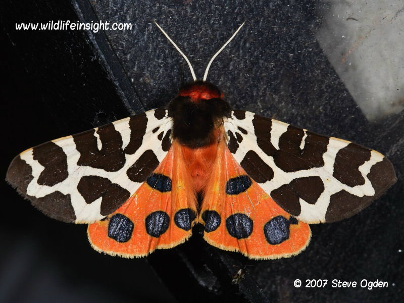 Garden  Tiger moth revealing underwings and fluid gland © 2007 Steve Ogden