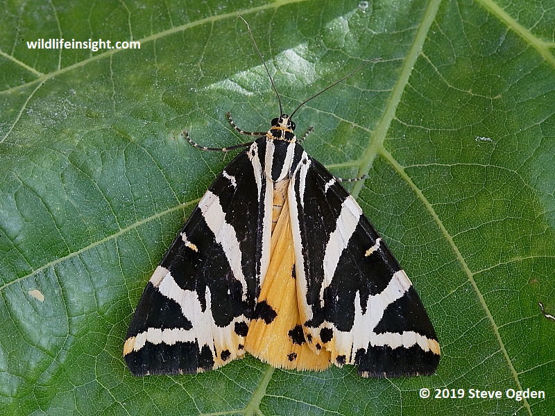 Jersey tiger moth (Euplagia quadripunctaria) in London 
