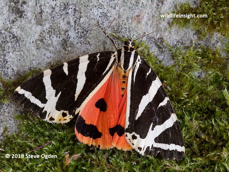Orangey red form of Jersey Tiger attracted to light in a Cornish garden.
