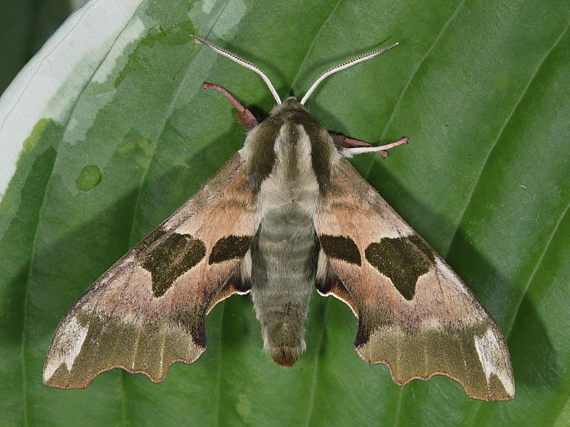 1979 Lime Hawk-moth