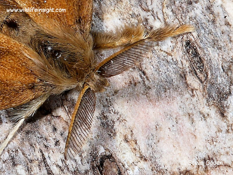 Antennae of male Vapourer Moth - photo Steve Ogden.