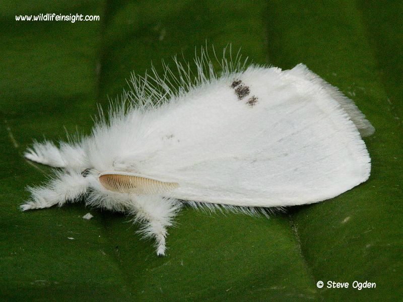 yellow-tail moth (Euproctis similis) male © 2006 Steve Ogden