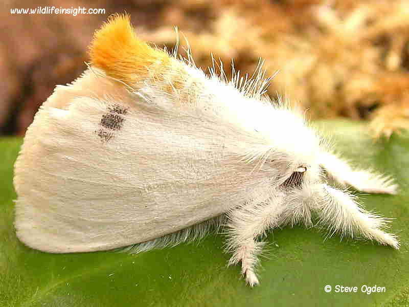 male yellow tail moth showing yellow tip of abdomen  © Steve Ogden