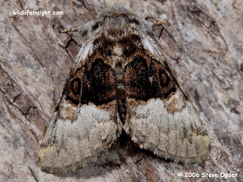 Nut-tree Tussock Moth (Colocasia coryli) attracted to light © 2006 Steve Ogden