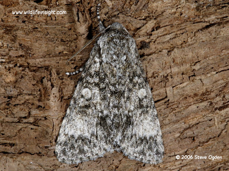Poplar Grey moth (Acatecronicta megacephala) © 2006 Steve Ogden
