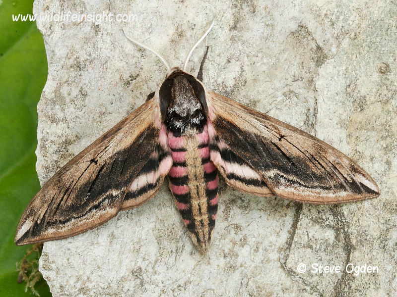 Privet Hawk-moth (Sphinx ligustri) with wings open © Steve Ogden