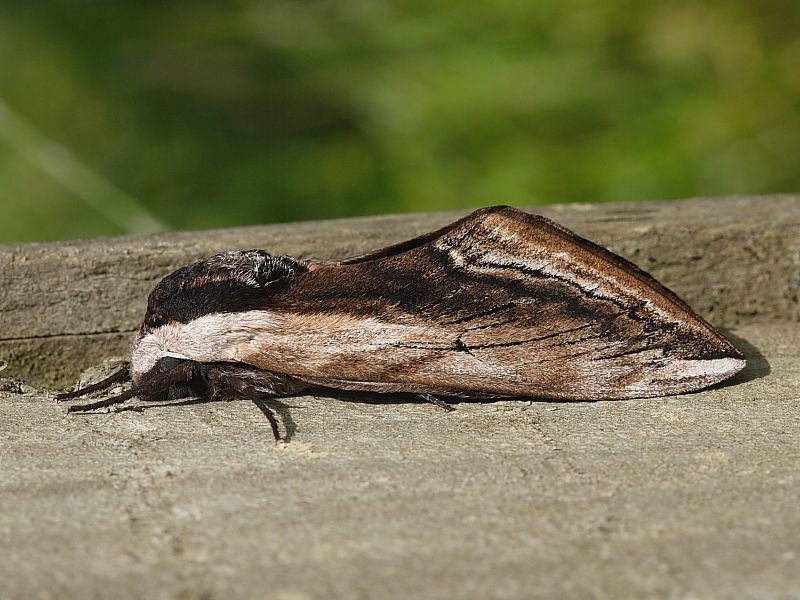 1976 Privet Hawk-moth