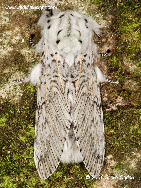 Puss Moth (Cerura vinula) © 2006 Steve Ogden