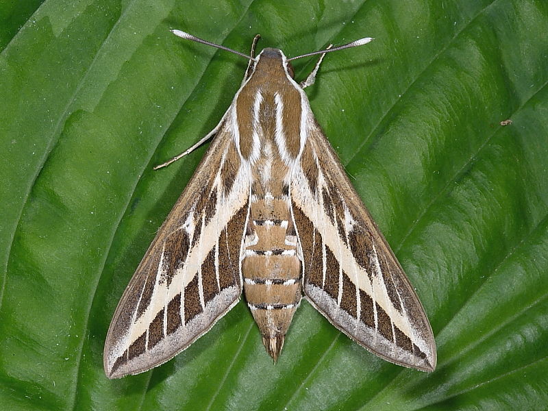 1990 Striped Hawk-moth