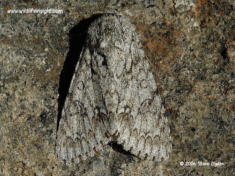 The Sycamore moth (Acronicta aceris) © 2006 Steve Ogden