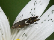 0391 Cocksfoot Moth (Glyphipterix simpliciella)